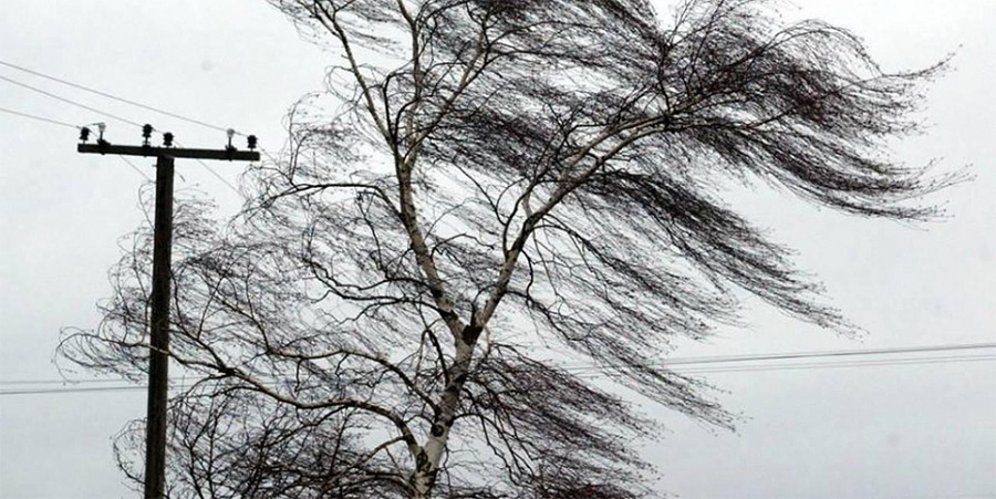 В Бобруйске и районе из-за сильного ветра падали деревья