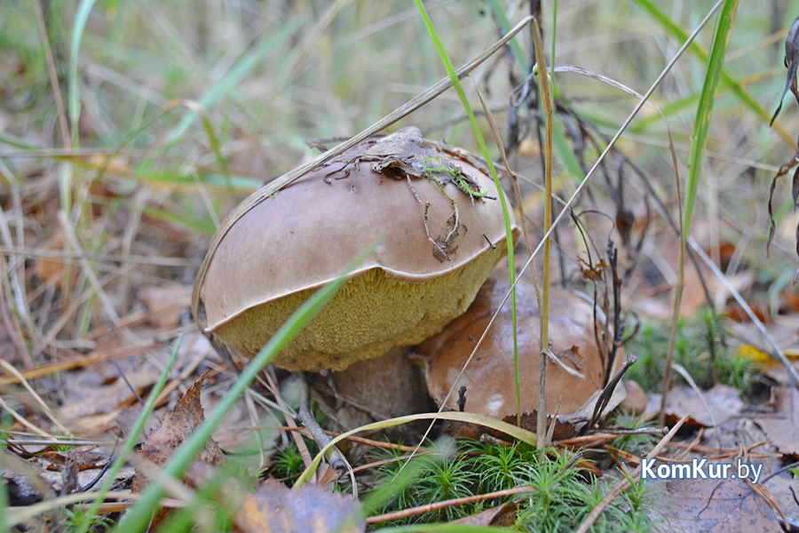 Последние грибные дни в бобруйском лесу