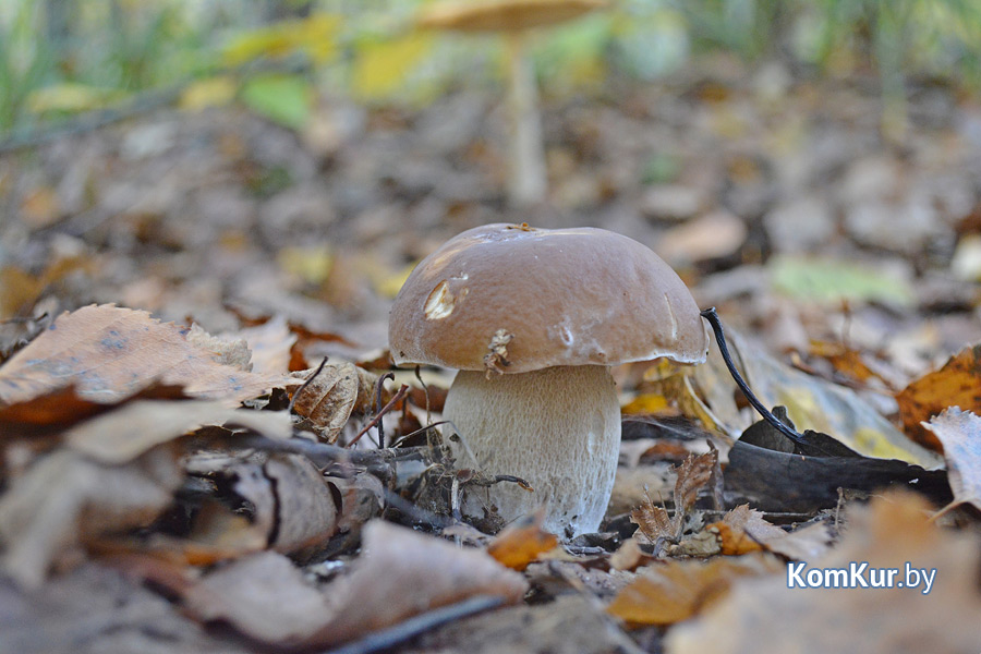 Последние грибные дни в бобруйском лесу