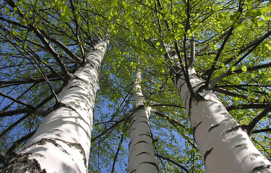 «Коммерческий на связи». Крадет ли береза электричество?