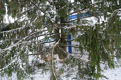 В Бобруйске установлена елка-двустволка!