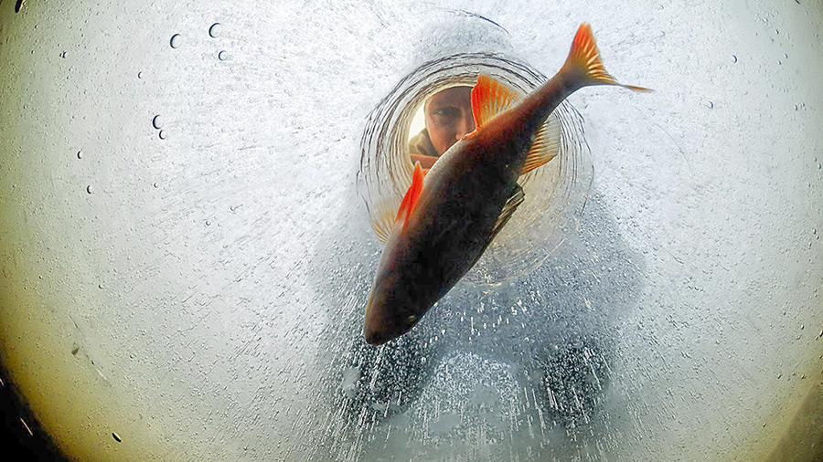 Давайте вместе поможем рыбке!