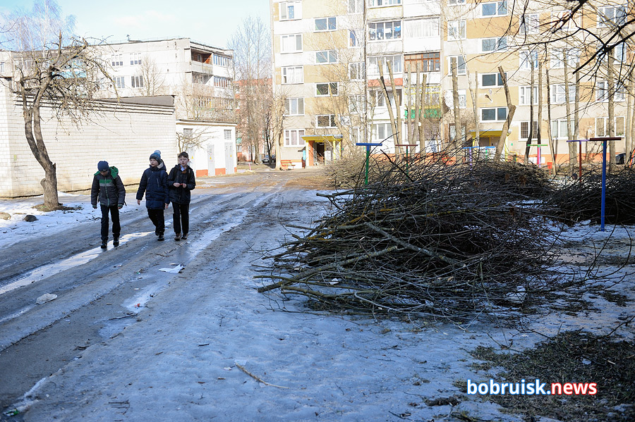 «Коммерческий на связи». Обрезка деревьев длиною в два месяца
