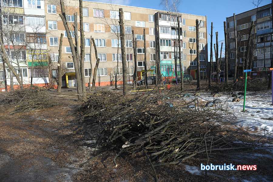 «Коммерческий на связи». Обрезка деревьев длиною в два месяца