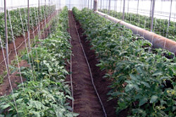 Бобруйский тепличный комбинат обещает вырастить в десять раз больше огурцов и помидоров
