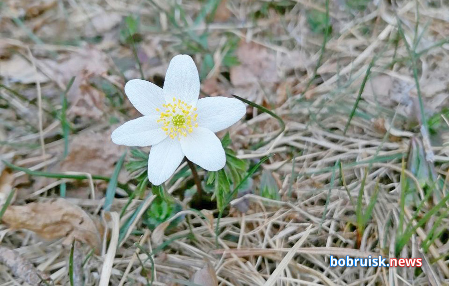 Весна в лесу под Бобруйском