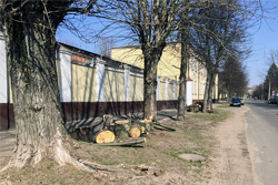 Куда отвозят старые деревья в Бобруйске