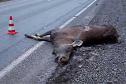 На трассе в Бобруйском районе фура сбила лося