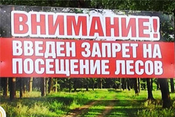 Бобруйчанам запретили ходить в лес
