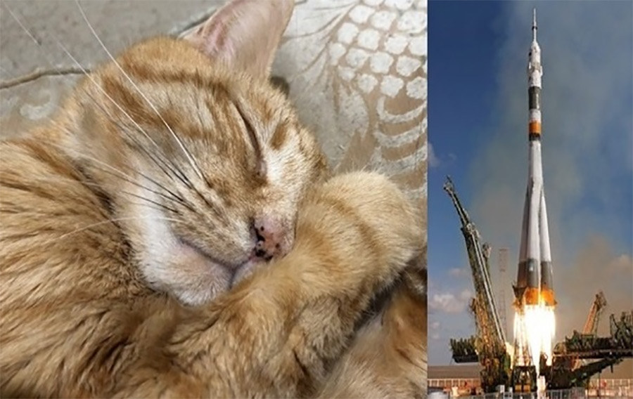 Проблема захоронения умерших домашних животных решается за $5000