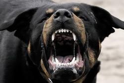 В Бобруйске бойцовая собака «порвала» пятерых человек. Среди них – ребенок (Дополнено) + комментарий СК