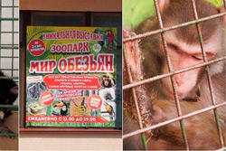 Организаторы «звериной» выставки, прошедшей в Бобруйске, заплатят штраф 