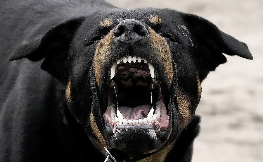 В Бобруйске бойцовая собака «порвала» шестерых человек. Среди них – ребенок.