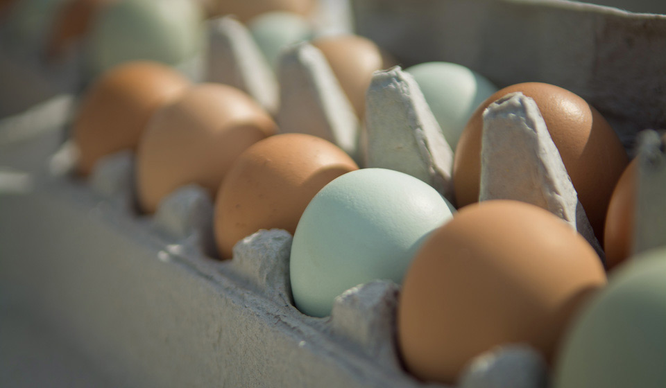 Яйца пропали, а сторожа спят: как охраняются бобруйские предприятия