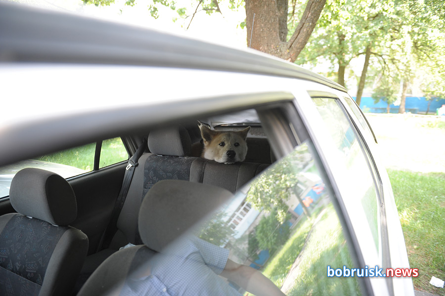 В Бобруйске собаку держат в багажнике: жестокость или забота?