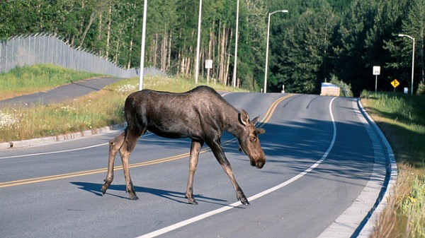 Два лося и кабан: «автосафари» на дорогах Бобруйского района