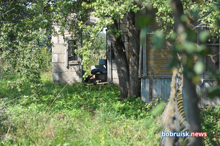 Деревню под Бобруйском несколько лет терроризирует стая бродячих собак
