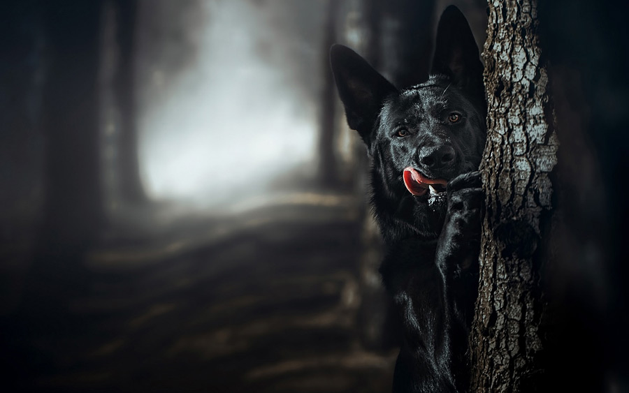 Деревню под Бобруйском несколько лет терроризирует стая бродячих собак
