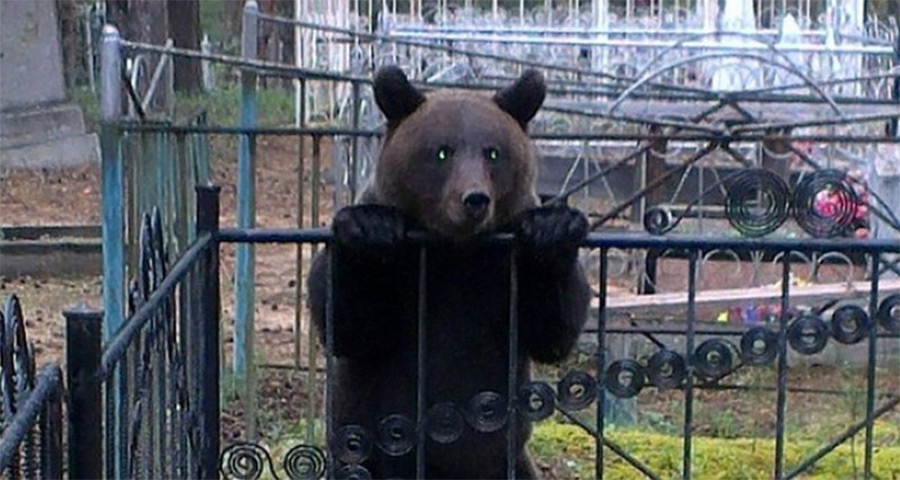 В России медведь украл покойника из могилы