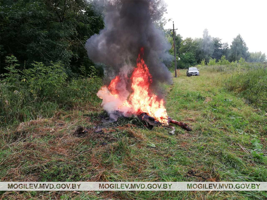 Большой покос: в Бобруйском районе уничтожено около 300 кг конопли