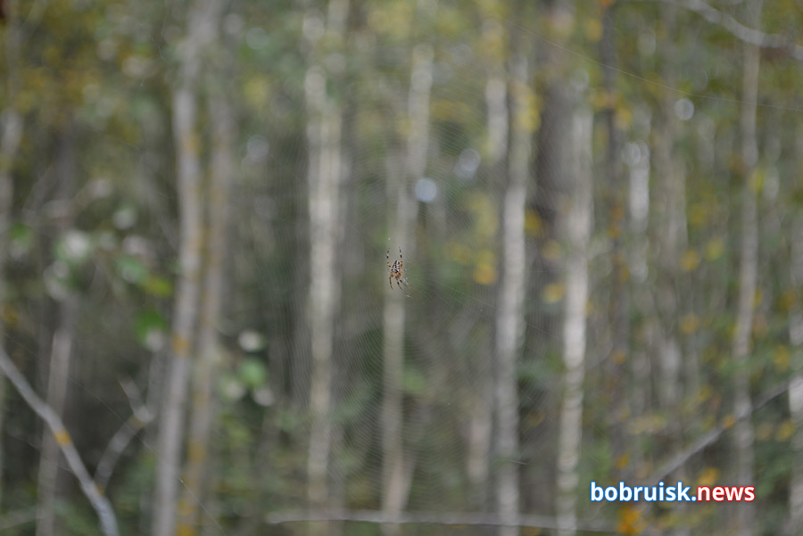 Сентябрьский лес под Бобруйском