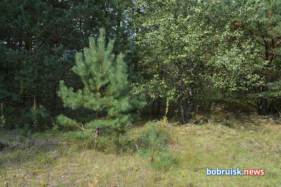 Сентябрьский лес под Бобруйском