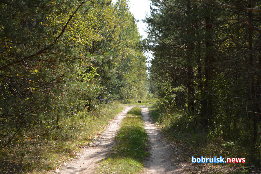 Почему вырубают леса под Бобруйском?