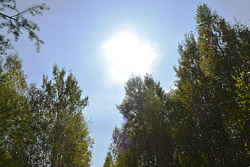 Сентябрьский лес под Бобруйском: грибы и... телевизор!