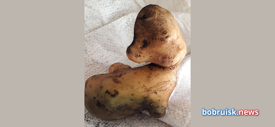 Бобруйчанин выкопал картофельного утенка. А какие овощные причуды попадались вам?
