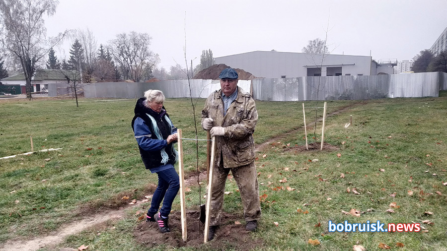 На зеленой зоне, рядом со «спорным» ТЦ в Бобруйске посадили деревья