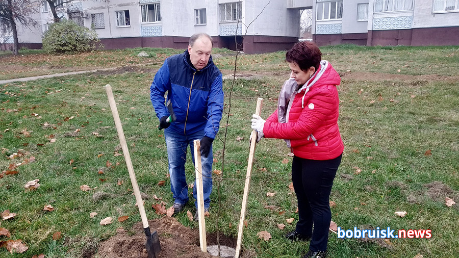 На зеленой зоне, рядом со «спорным» ТЦ в Бобруйске посадили деревья