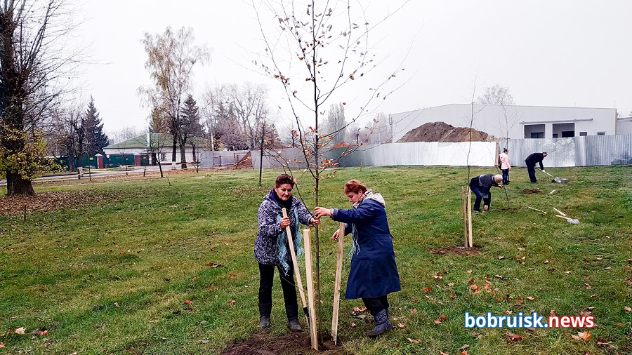 На зеленой зоне, рядом со «спорным» ТЦ в Бобруйске посадили деревья