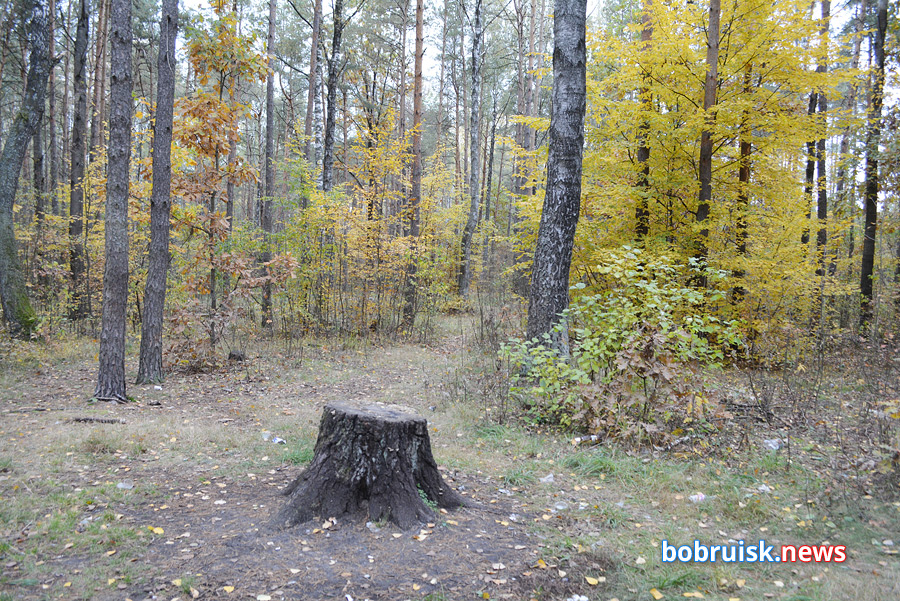 Осенний лес под Бобруйском