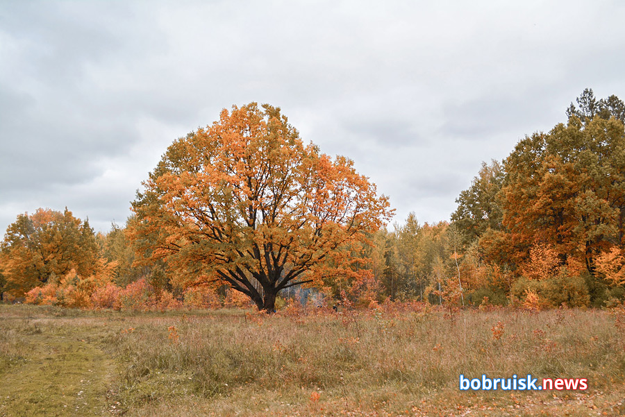 Осенний лес под Бобруйском. Красивый фоторепортаж