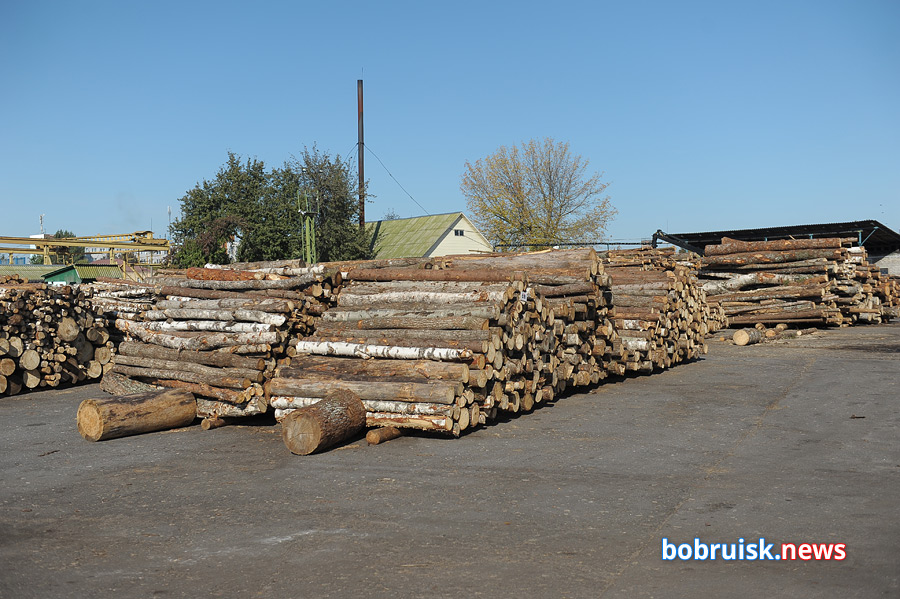 Какие дрова лучше, сколько топлива заготовили в Бобруйске и почем продают