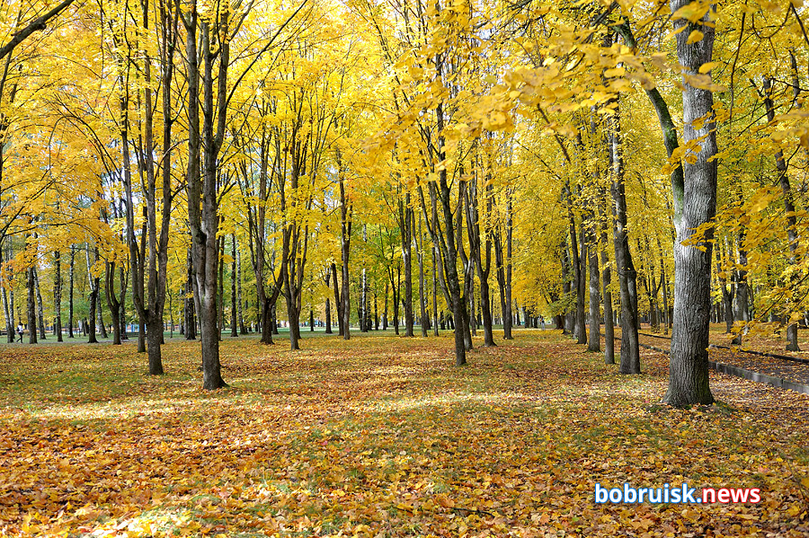 Осенний фоторепортаж с бобруйских улиц