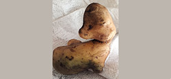 Бобруйчанин выкопал картофельного утенка. А какие овощные причуды попадались вам?