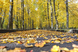 Осенний фоторепортаж с бобруйских улиц
