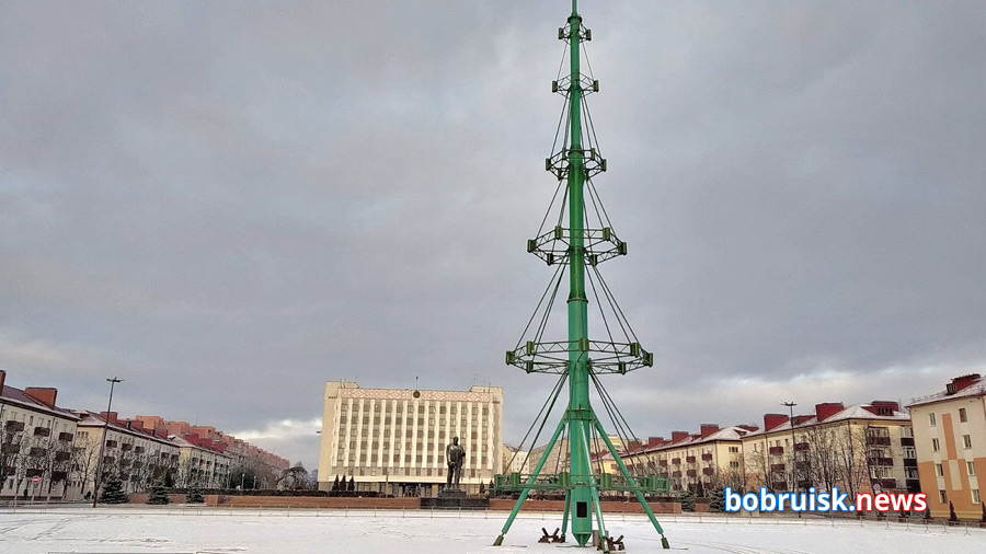 Елки в городе: Бобруйск зеленеет к Новому году!