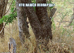 Тест на глазастость: найдите леопарда за 30 секунд! (ответ в комментариях)