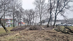 На главной улице Бобруйска – массовая вырубка деревьев. Снова под торговый центр?