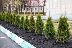 В Бобруйске украли сто деревьев