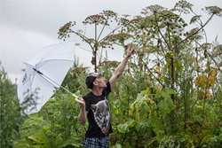 Больше не жжется: в Бобруйском районе полностью уничтожили опасное растение