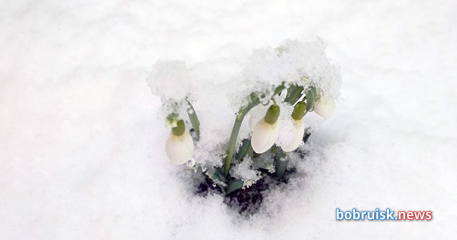 Зимняя сказка: в Бобруйске под снегом распускаются подснежники
