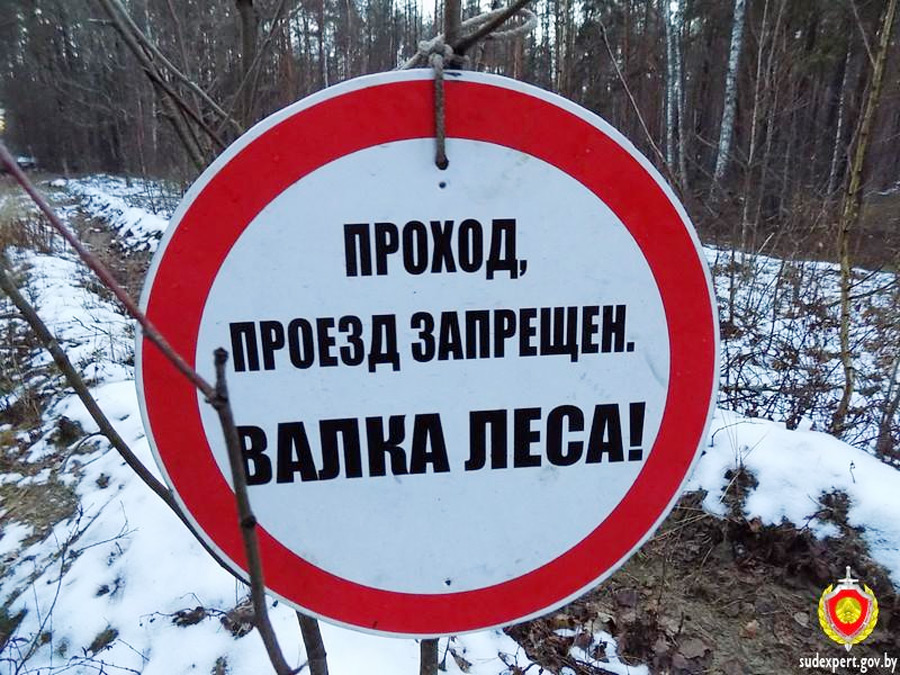 При валке леса в Бобруйском районе лесник получил тяжелые травмы