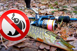 Рыбаки, внимание: близится запрет на лов щуки