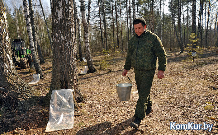 В лесах под Бобруйском скоро начнут собирать березовый сок. Мы узнали, где самые «сочные места»