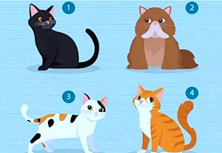 Психологический тест: выберите кошку и узнайте, что ждет вас в отношениях