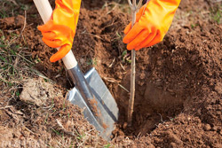 Приглашаются бобруйчане для посадки саженцев