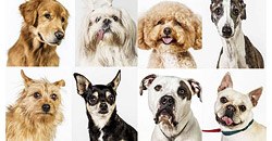 Психологический тест: выберите собаку и узнайте свой характер